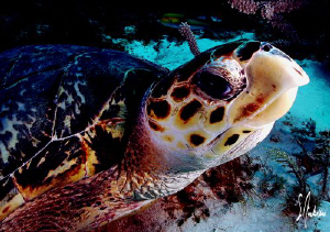 The image of a turtle was taken off Cozumel. They all see... by Steven Anderson 